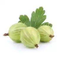 grosella espinosa01