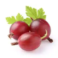 grosella espinosa4