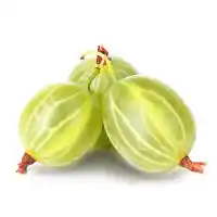 grosella espinosa3
