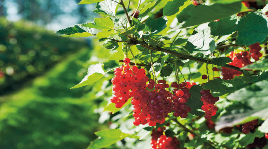 Vivero de plantas, arbustos, plántulas: grosella, chokeberry, grosella, avellano - Polonia  01