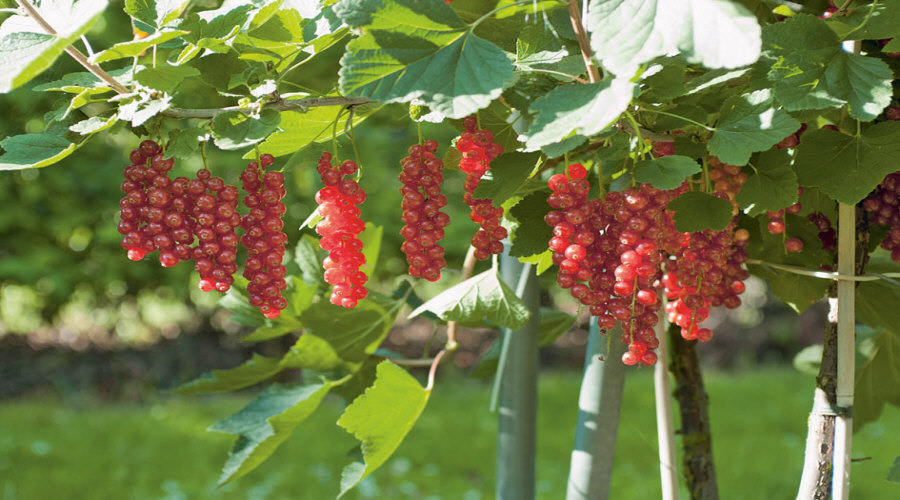 Vivero de plantas, arbustos, plántulas: grosella, chokeberry, grosella, avellano - Polonia  02
