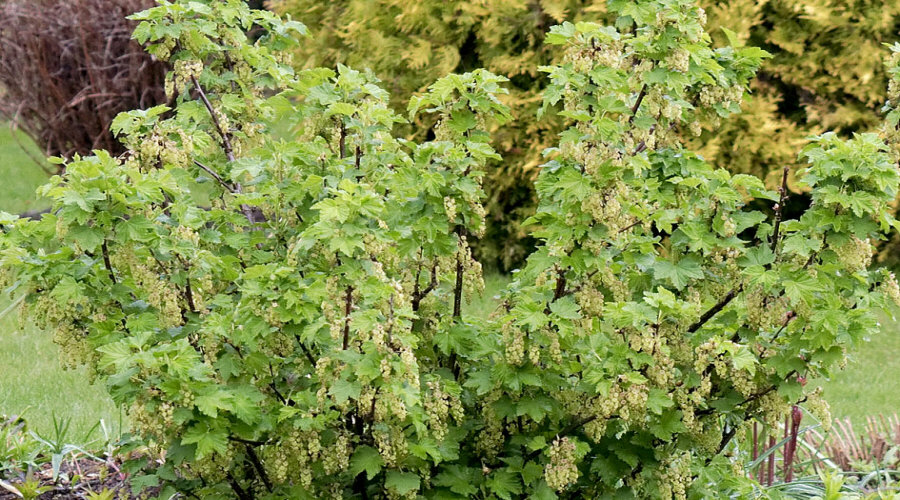 Vivero de plantas, arbustos, plántulas: grosella, chokeberry, grosella, avellano - Polonia  04