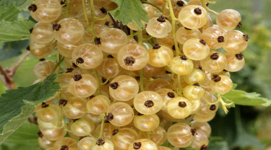 Vivero de plantas, arbustos, plántulas: grosella, chokeberry, grosella, avellano - Polonia  05