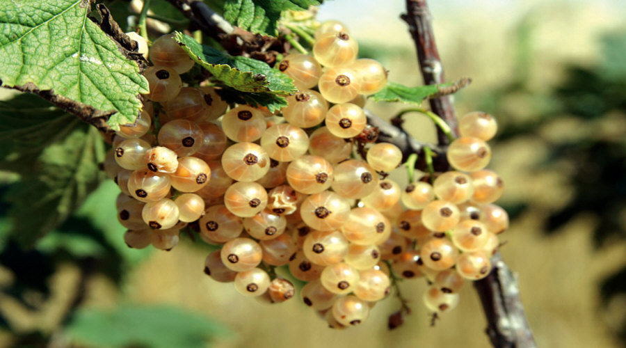 Vivero de plantas, arbustos, plántulas: grosella, chokeberry, grosella, avellano - Polonia  06