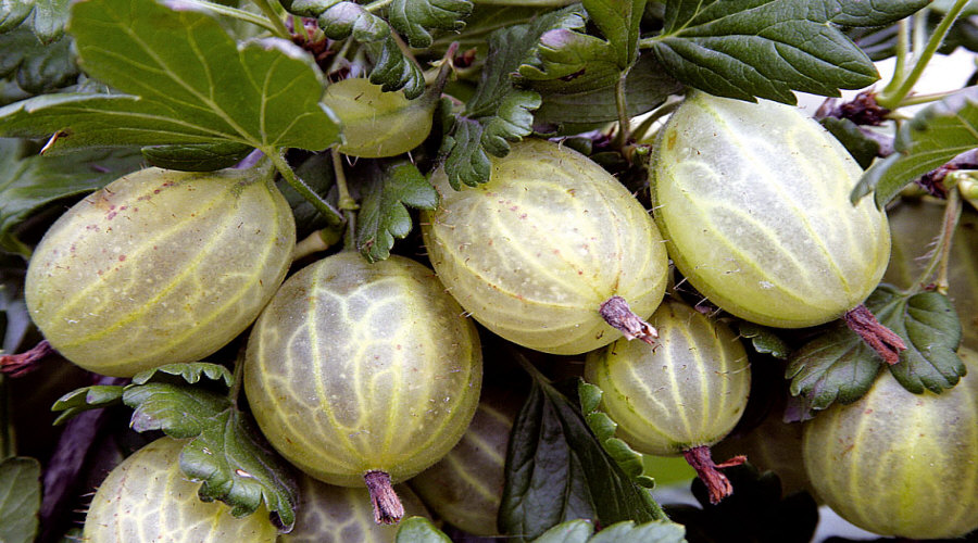 Vivero de plantas, arbustos, plántulas: grosella, chokeberry, grosella, avellano - Polonia  07
