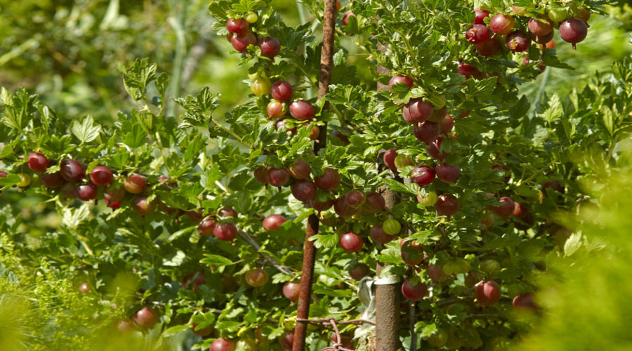 Vivero de plantas, arbustos, plántulas: grosella, chokeberry, grosella, avellano - Polonia  09