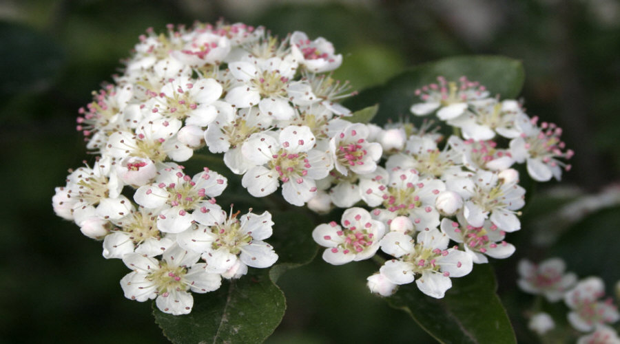Vivero de plantas, arbustos, plántulas: grosella, chokeberry, grosella, avellano - Polonia  11