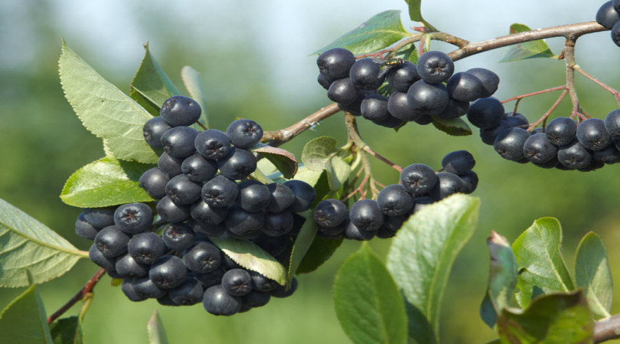 Vivero de plantas, arbustos, plántulas: grosella, chokeberry, grosella, avellano - Polonia  12
