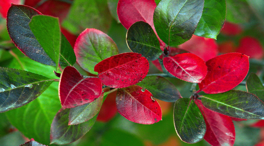 Vivero de plantas, arbustos, plántulas: grosella, chokeberry, grosella, avellano - Polonia  13