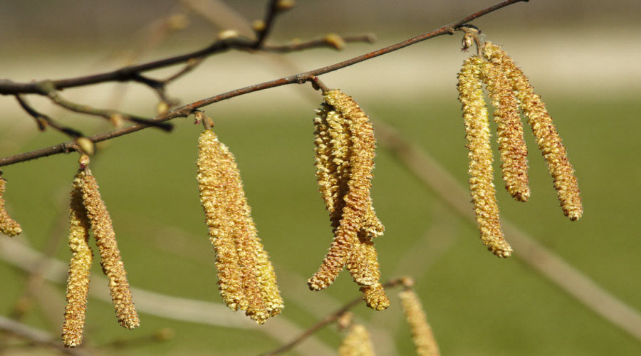 Vivero de plantas, arbustos, plántulas: grosella, chokeberry, grosella, avellano - Polonia  14