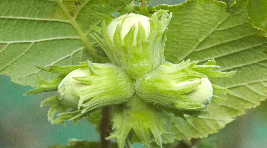 Vivero de plantas, arbustos, plántulas: grosella, chokeberry, grosella, avellano - Polonia  15