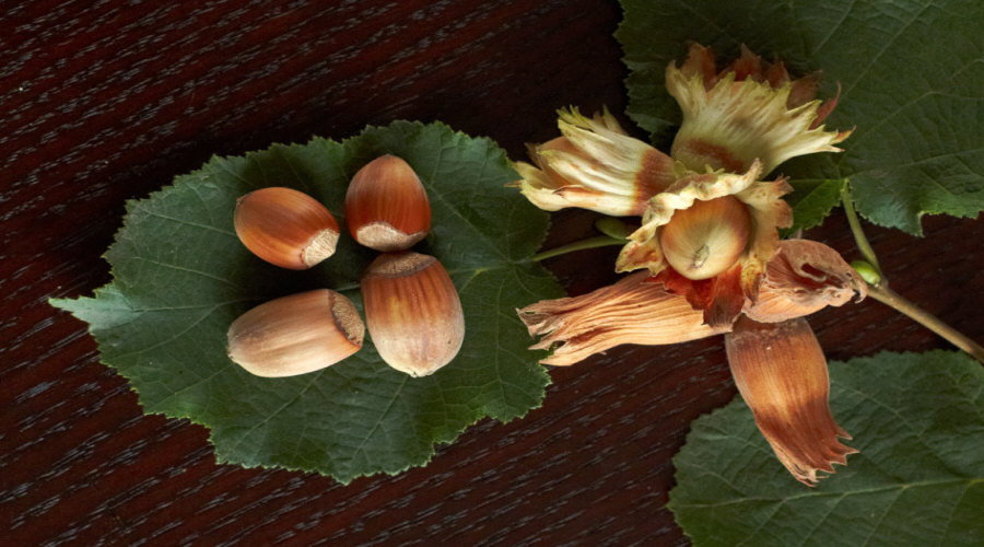 Vivero de plantas, arbustos, plántulas: grosella, chokeberry, grosella, avellano - Polonia  16