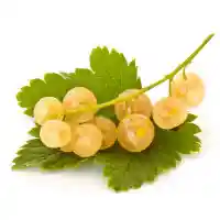grosella1
